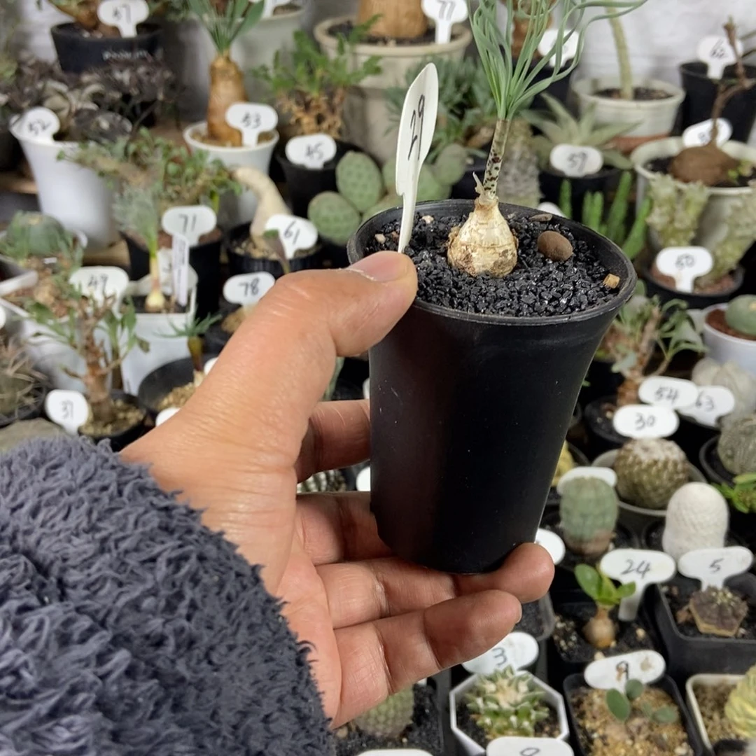 豹纹弹簧草一物一拍