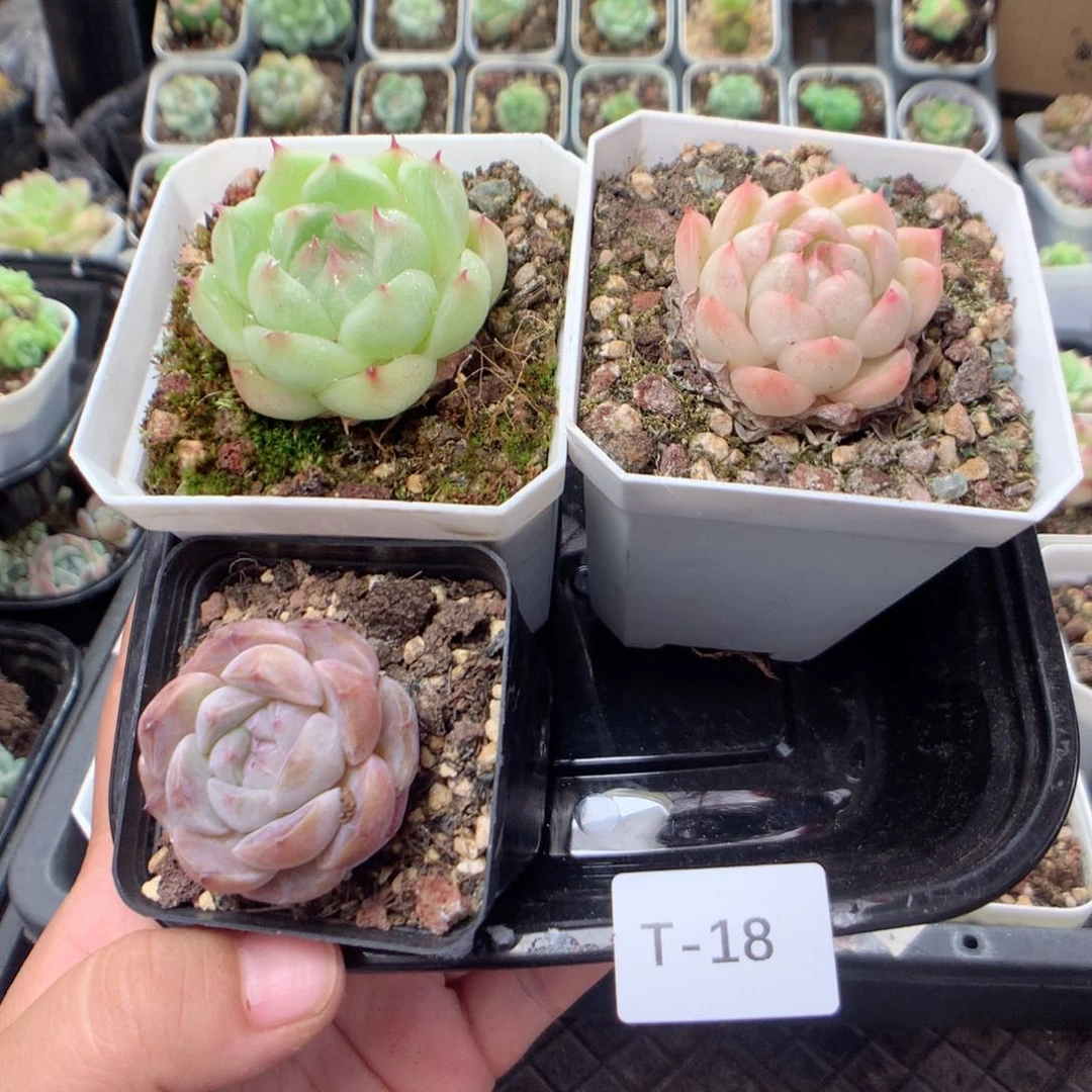 无花朵T18月英语英语英语