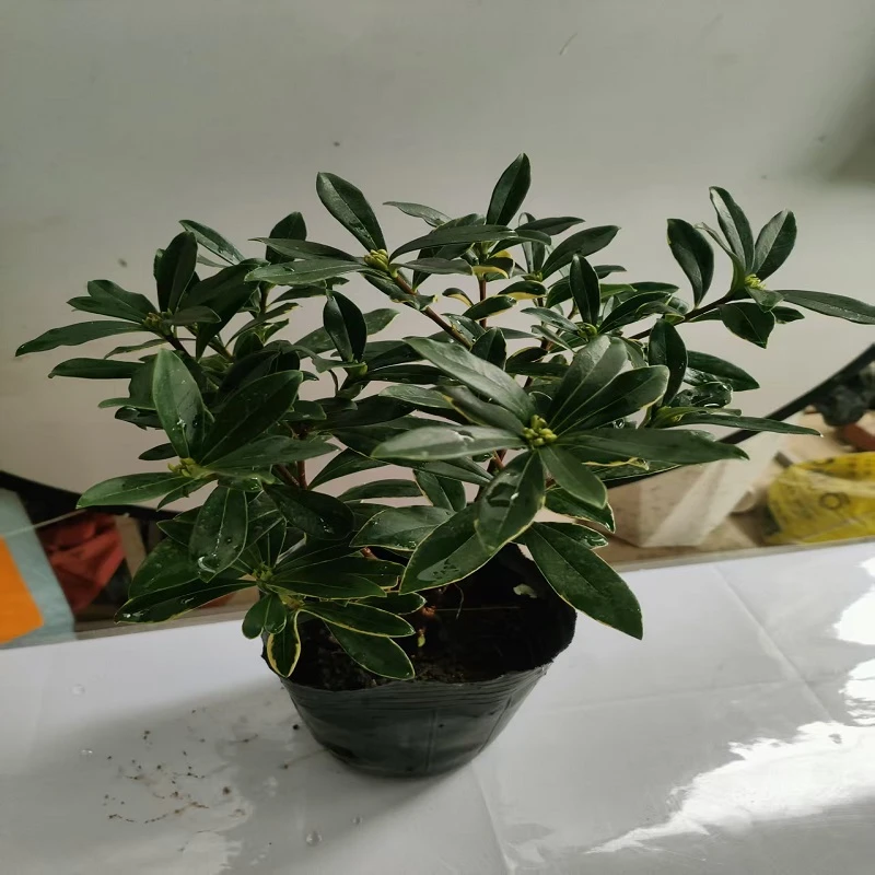 正宗金边瑞香盆栽耐寒浓香四季室内外可养绿植花卉