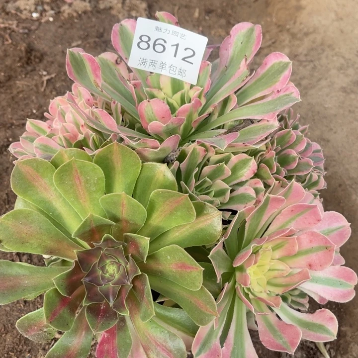 8612白凤的人多肉的