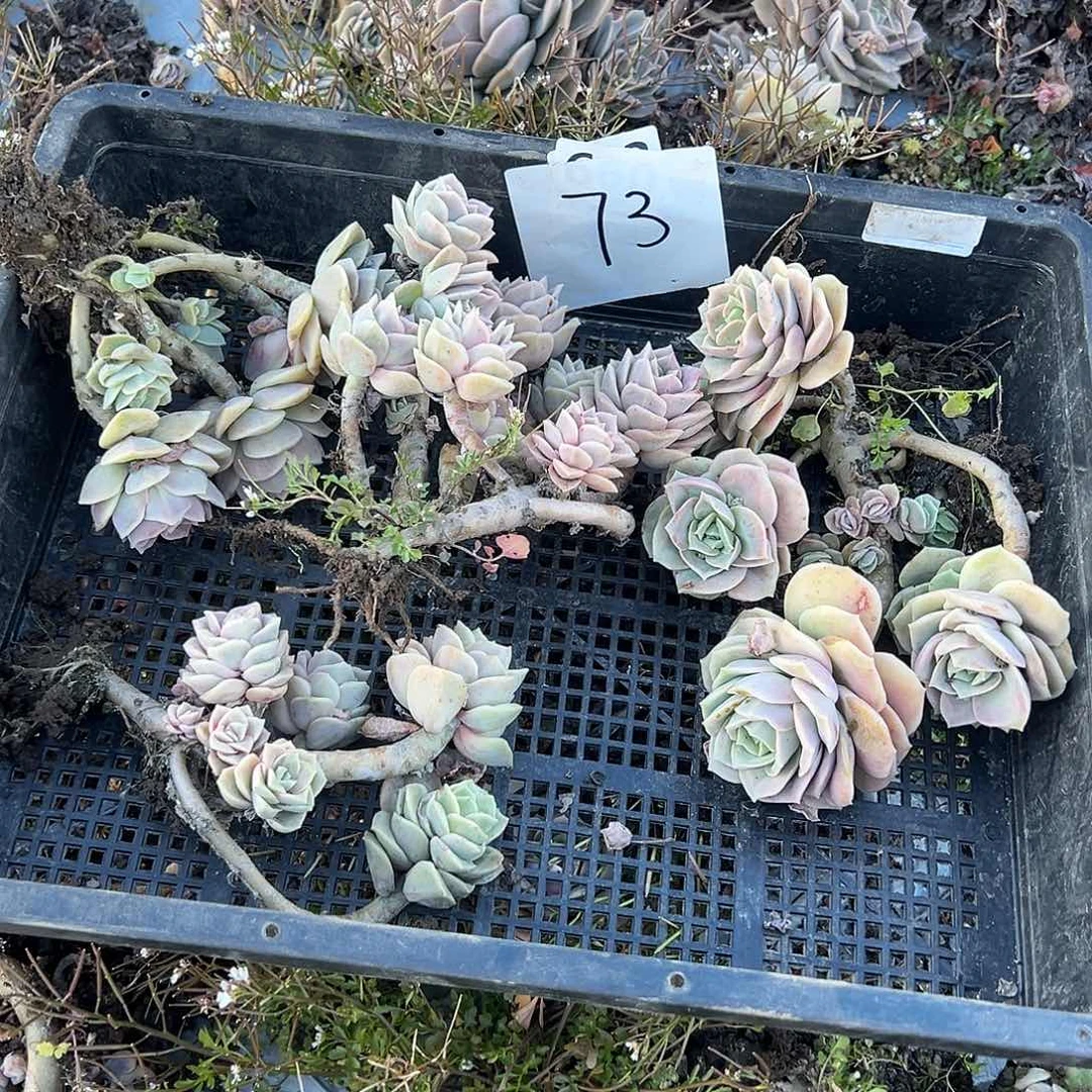 a****。73号可爱不售后