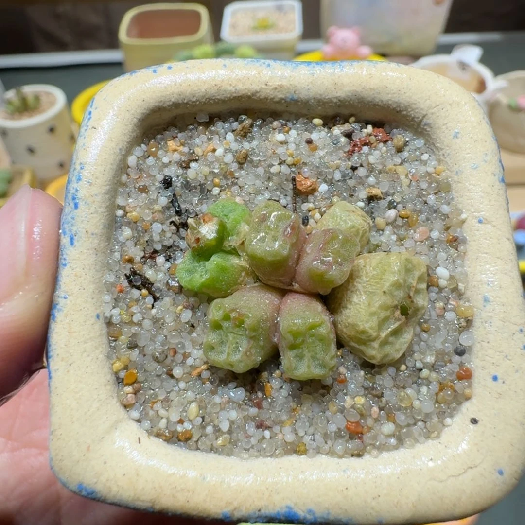 红陶蘑菇366烧麦