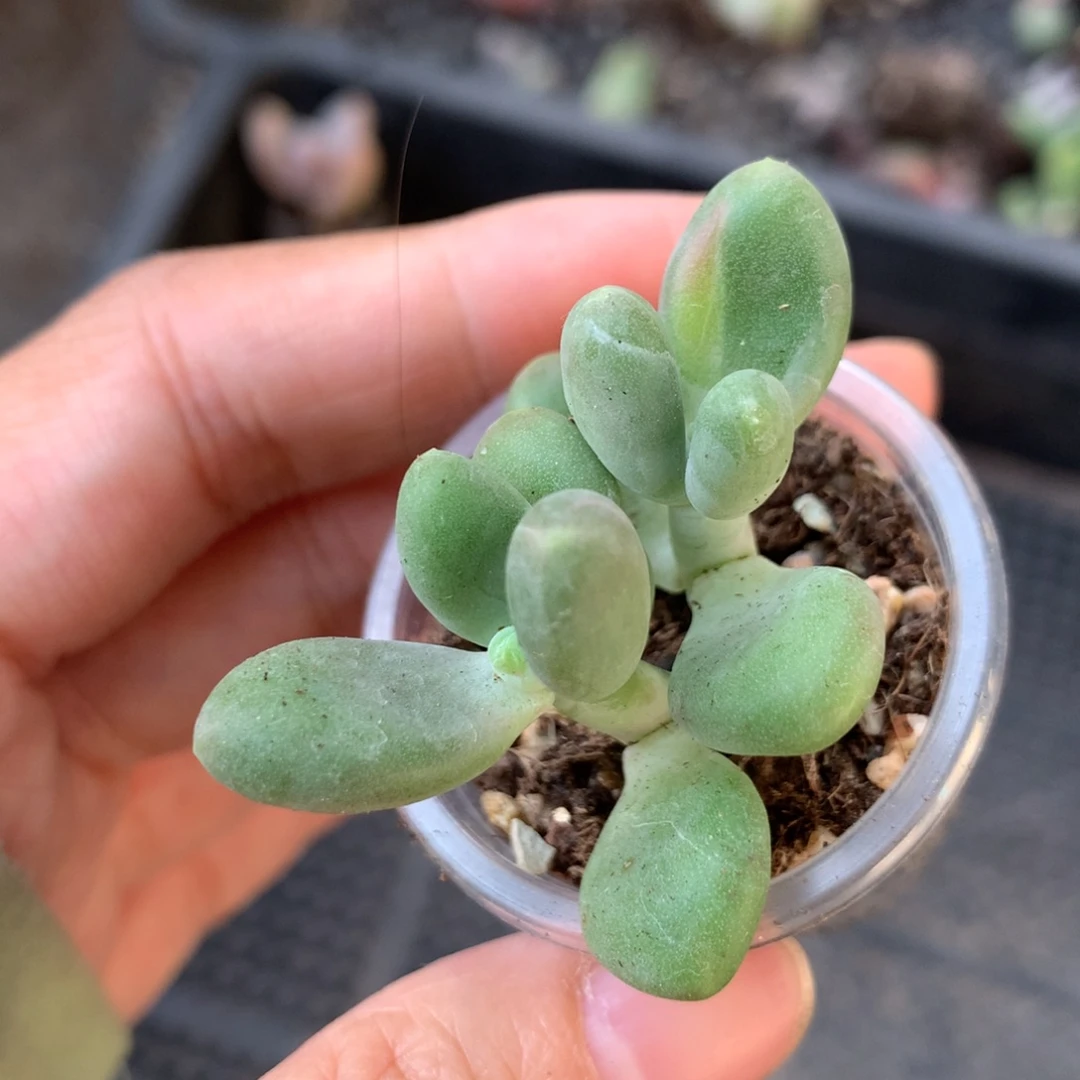 芒果奶锦芒果奶锦哈