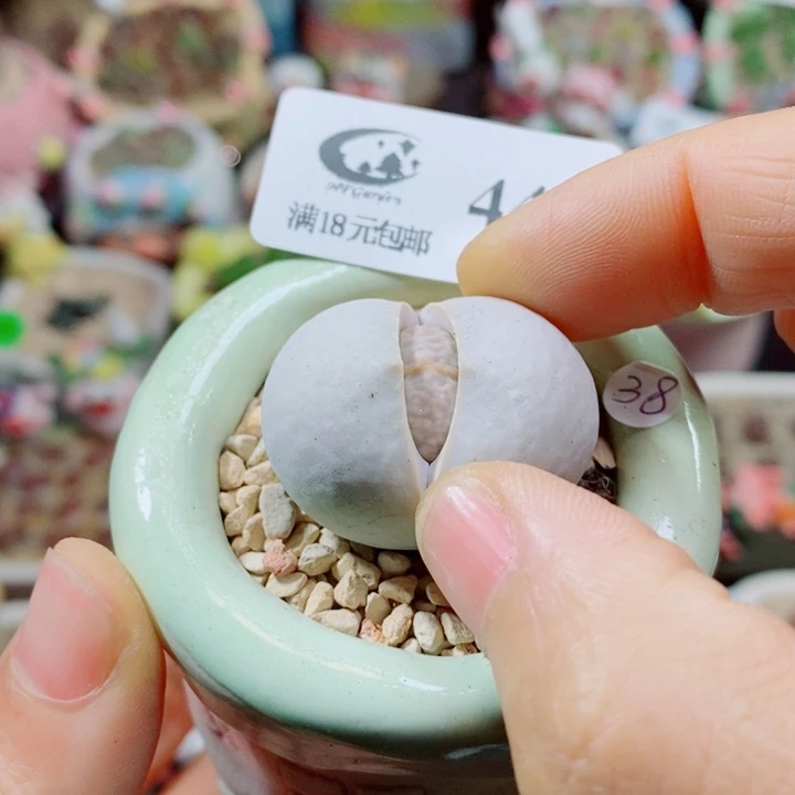 生石花花花花花花花445