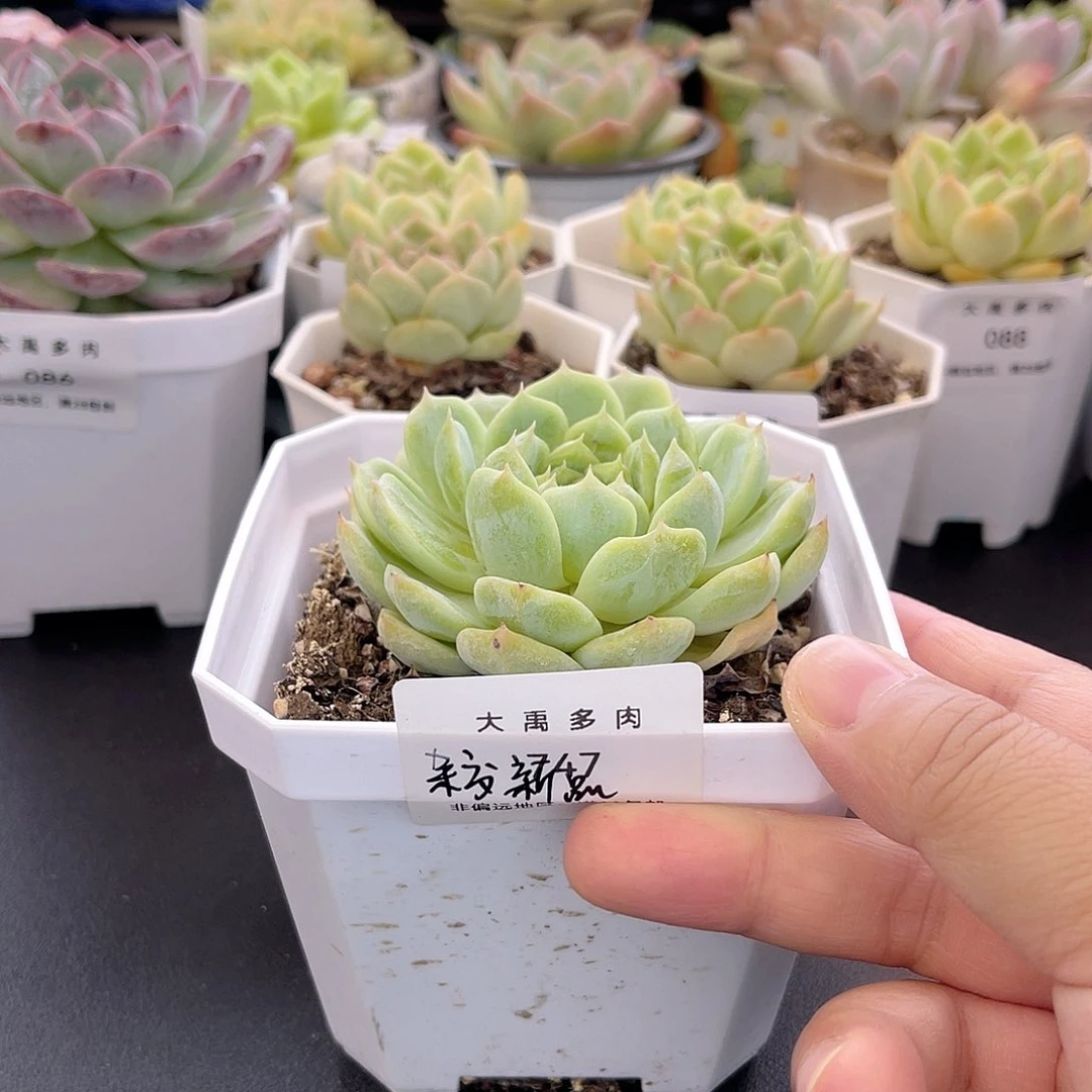 大禹多肉，093杂交