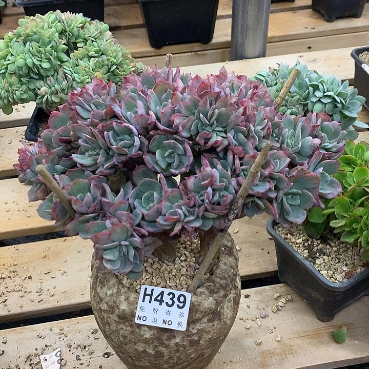 霞光缀化 非偏远38包邮 节后发