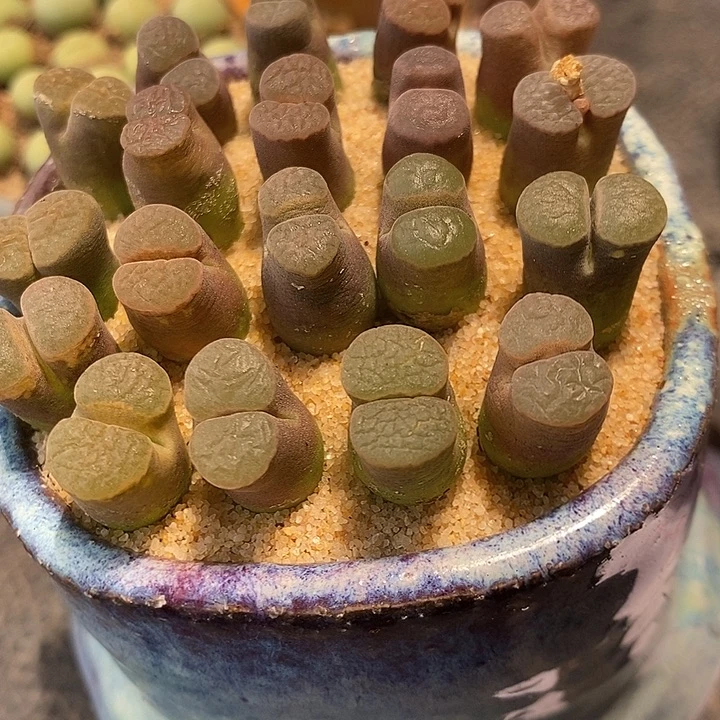 117雪花磁铁风铃一颗