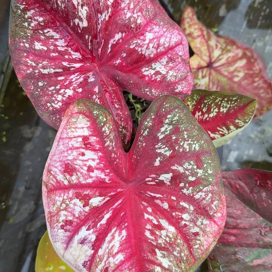 完全开放泰彩脱土发