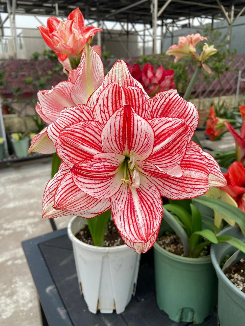 （十二单衣）朱顶红自然球包对版重瓣送肥料