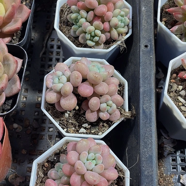 洛可可群带盆土发