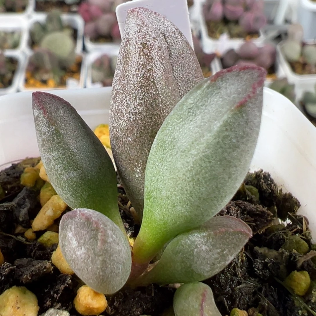 W kubu多肉植物水泡