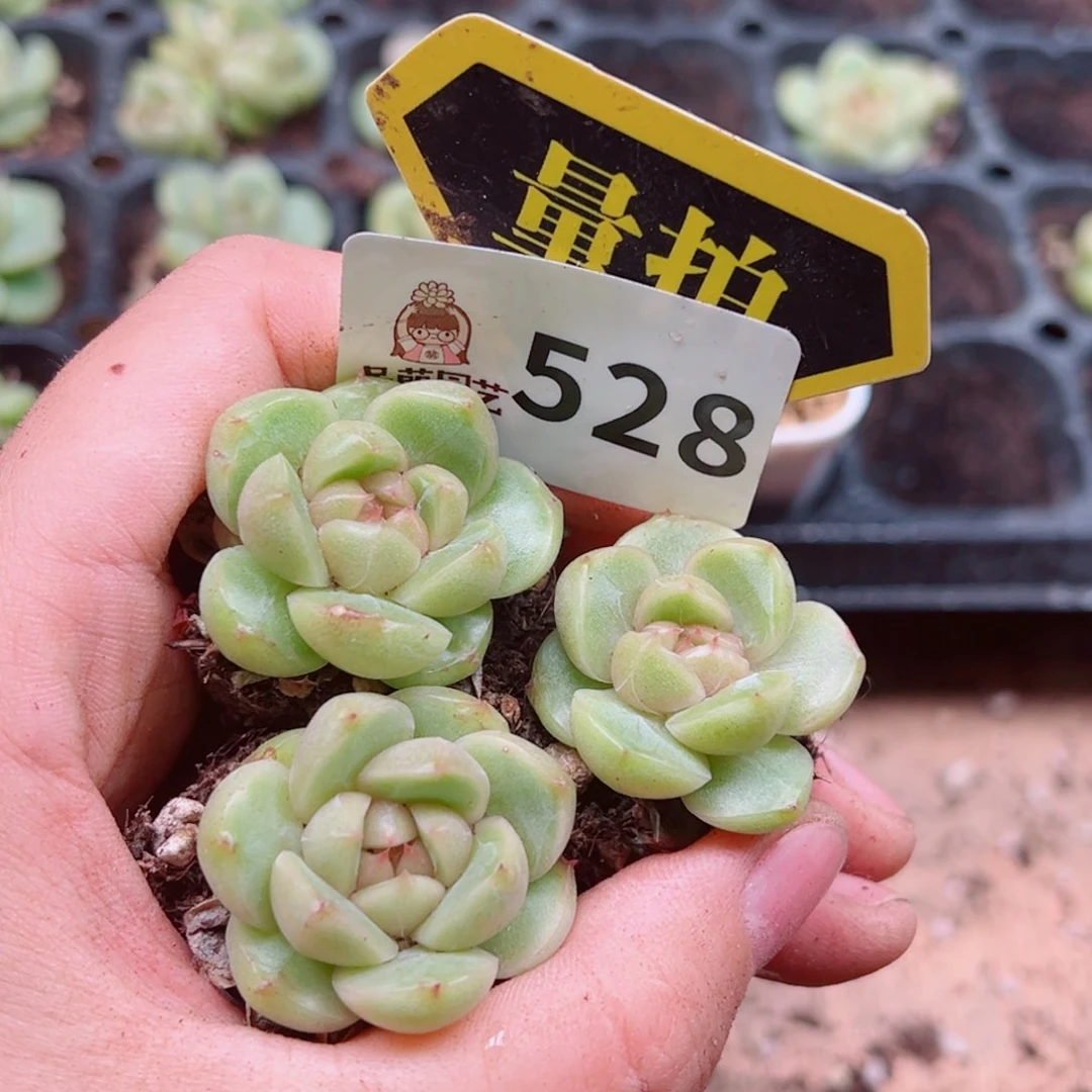 当前无花朵，栽培后可花朵