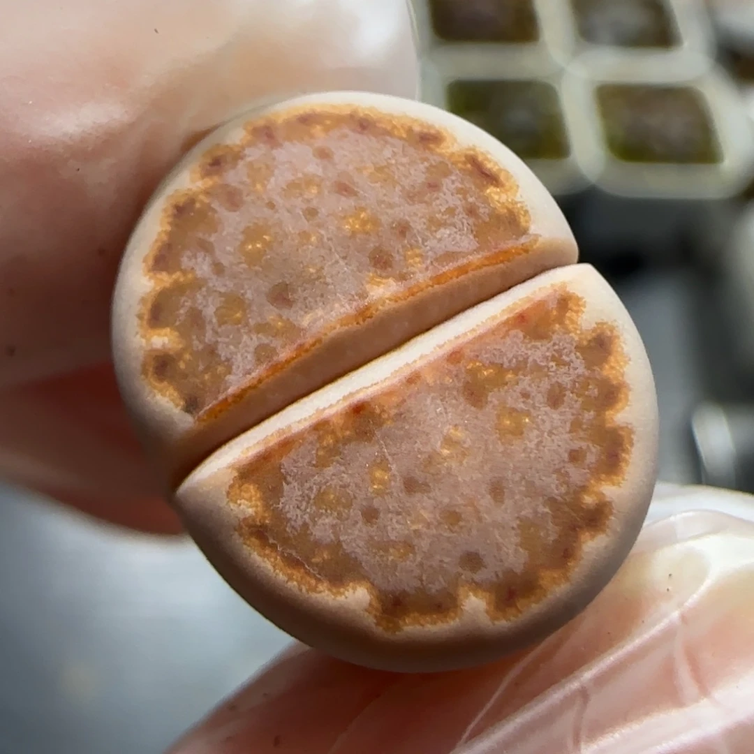 1.5。1620.5饼干福利。5013