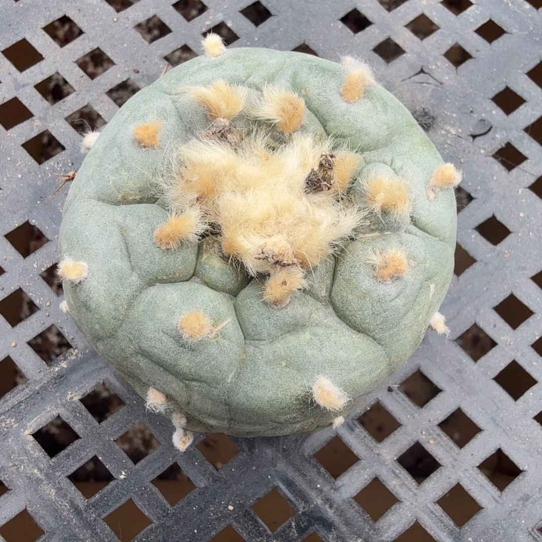 玉米银大侧芽刚发根多肉植物