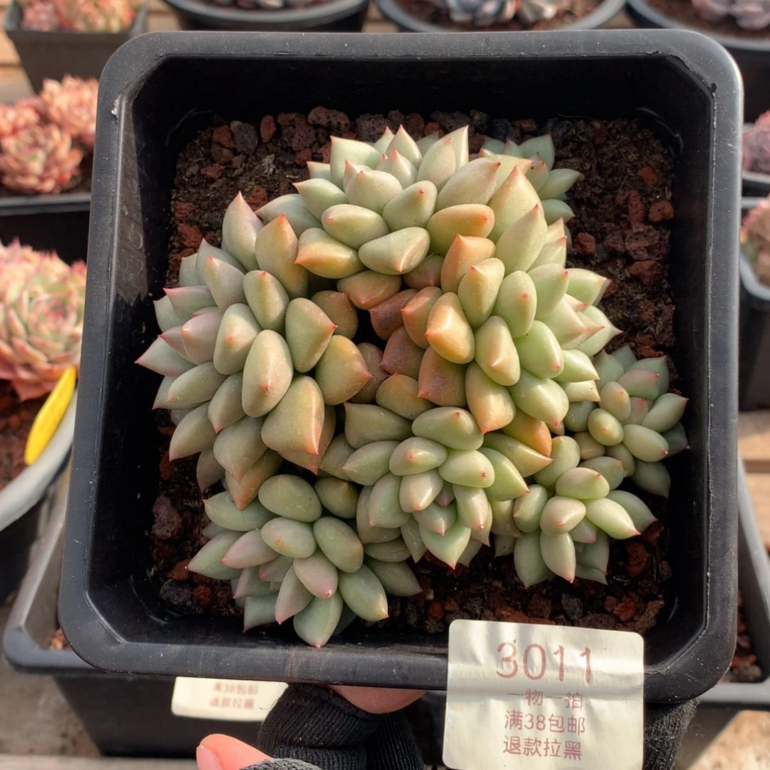 12厘米八头黄金象牙3011