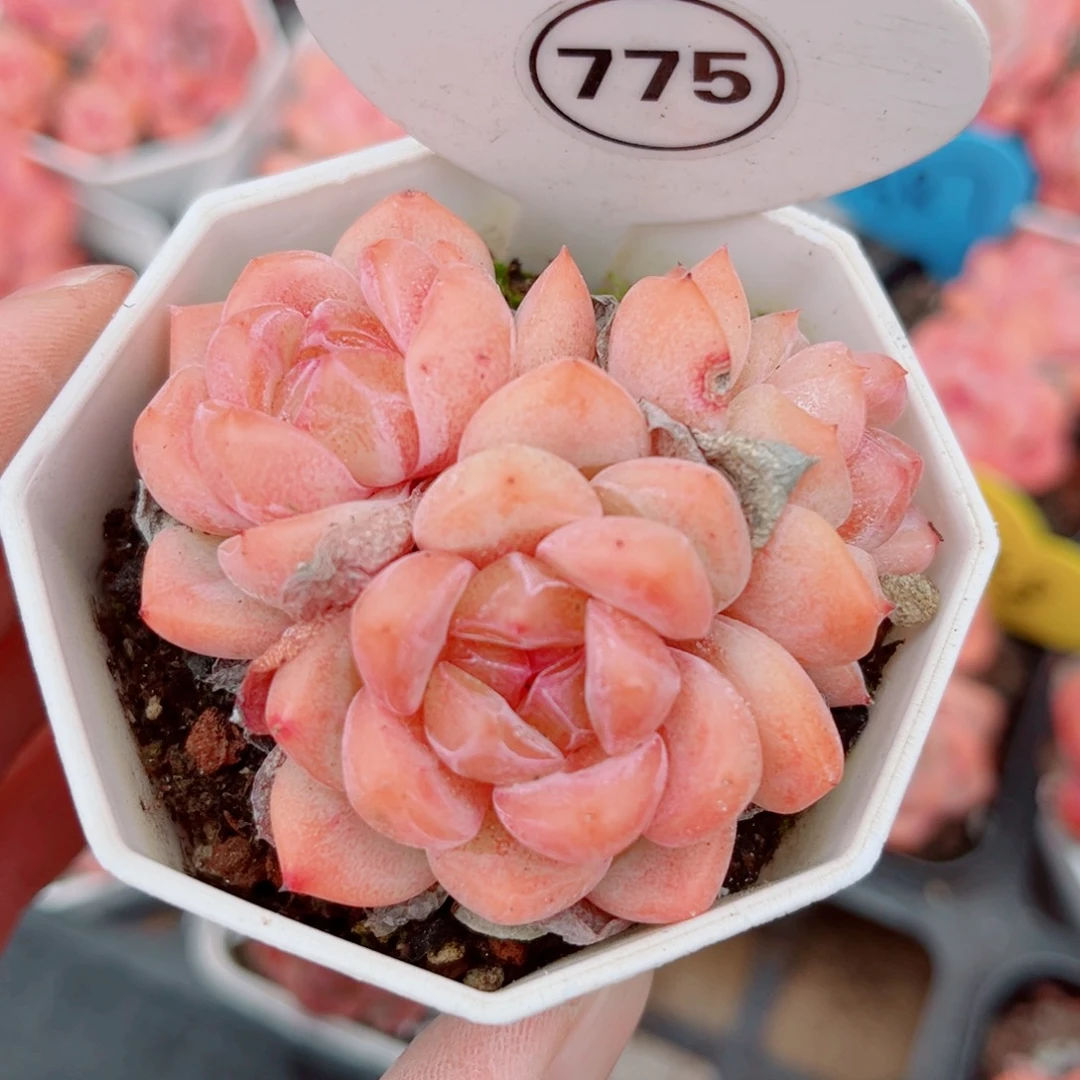 775号小老桩糖心群