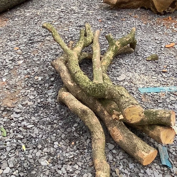 七***➽小叶桢楠金丝楠木