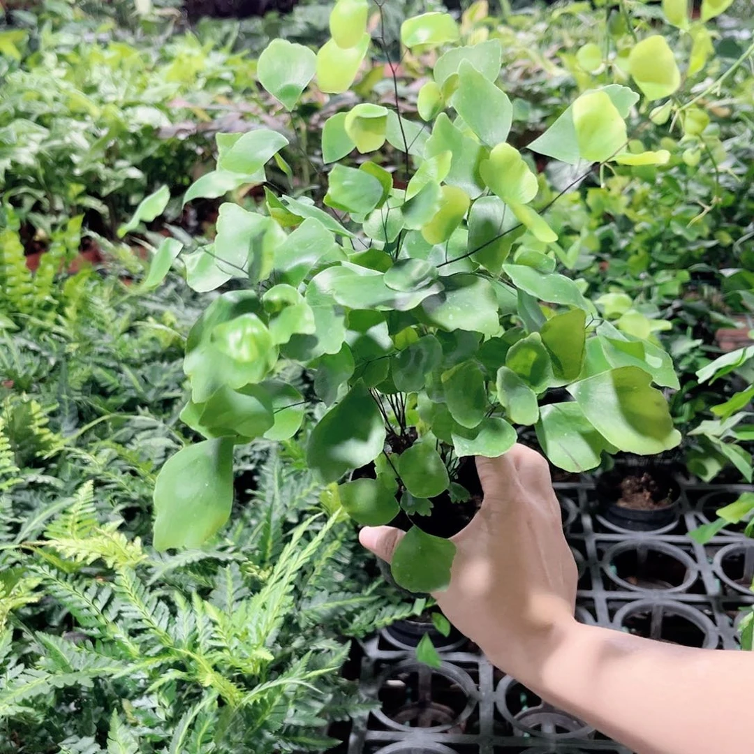 完全开放574 银币铁线蕨
