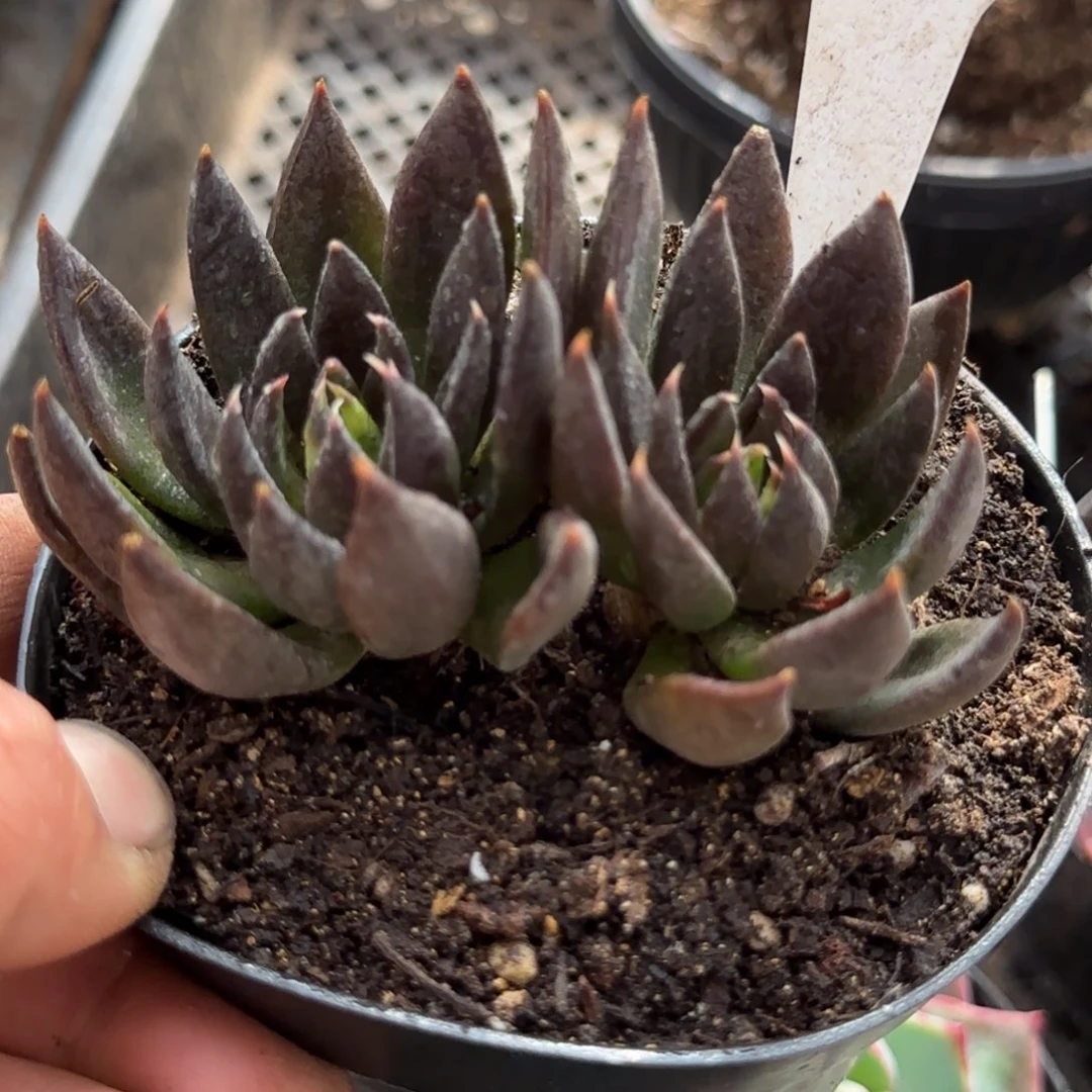 黑骑士惊鸿一物一拍包装收缩花旱205