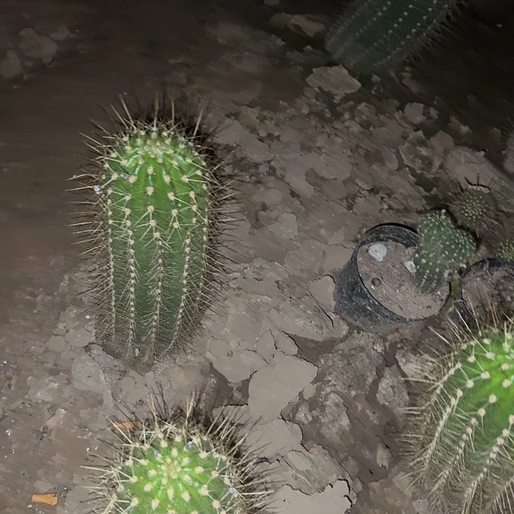 楠***万粉桃精灵。流苏。黄金海岸带根毛花柱