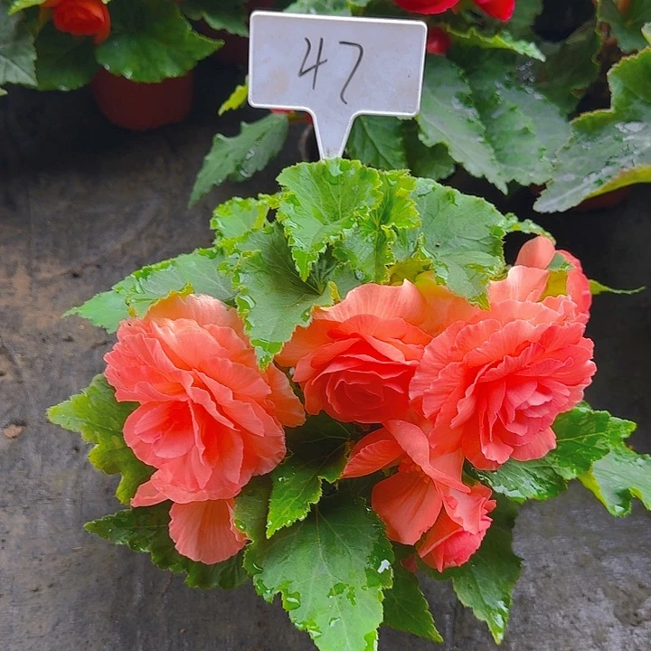 无花朵夫妻海棠种球系列47