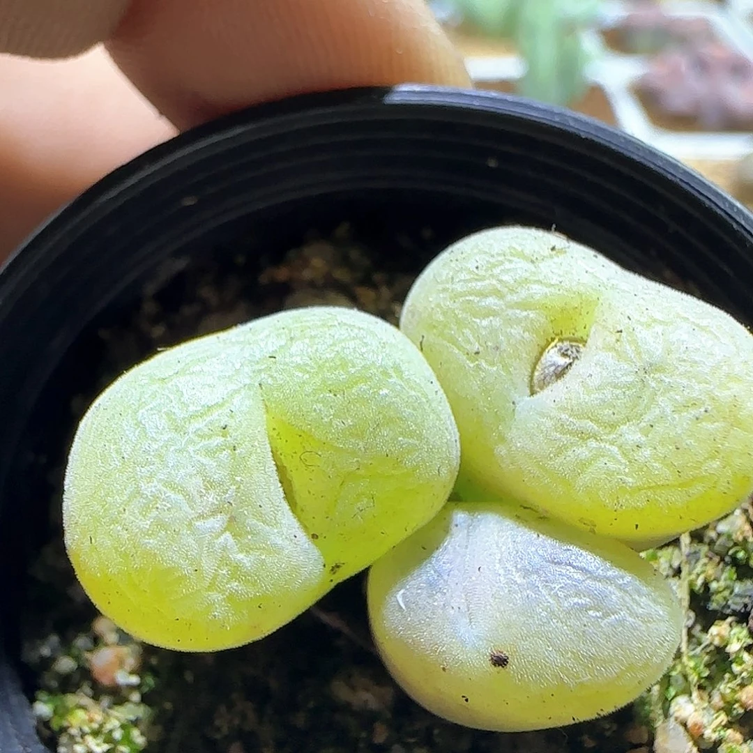 哈哈哈哈哈哈哈57868