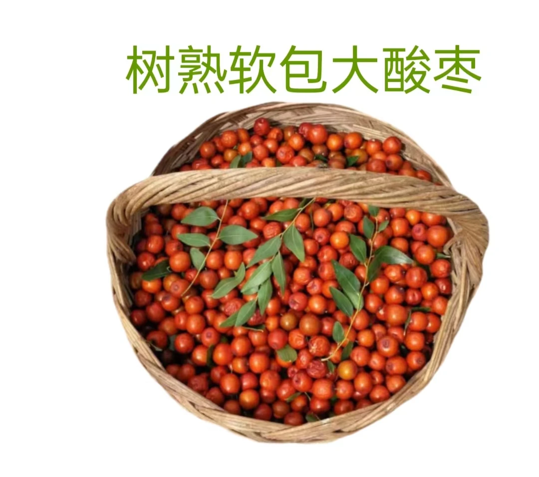 东北朝阳2025年新鲜采摘大酸枣酸甜口感