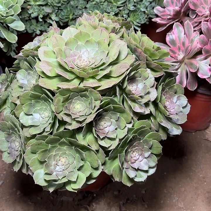 多肉植物万圣节31