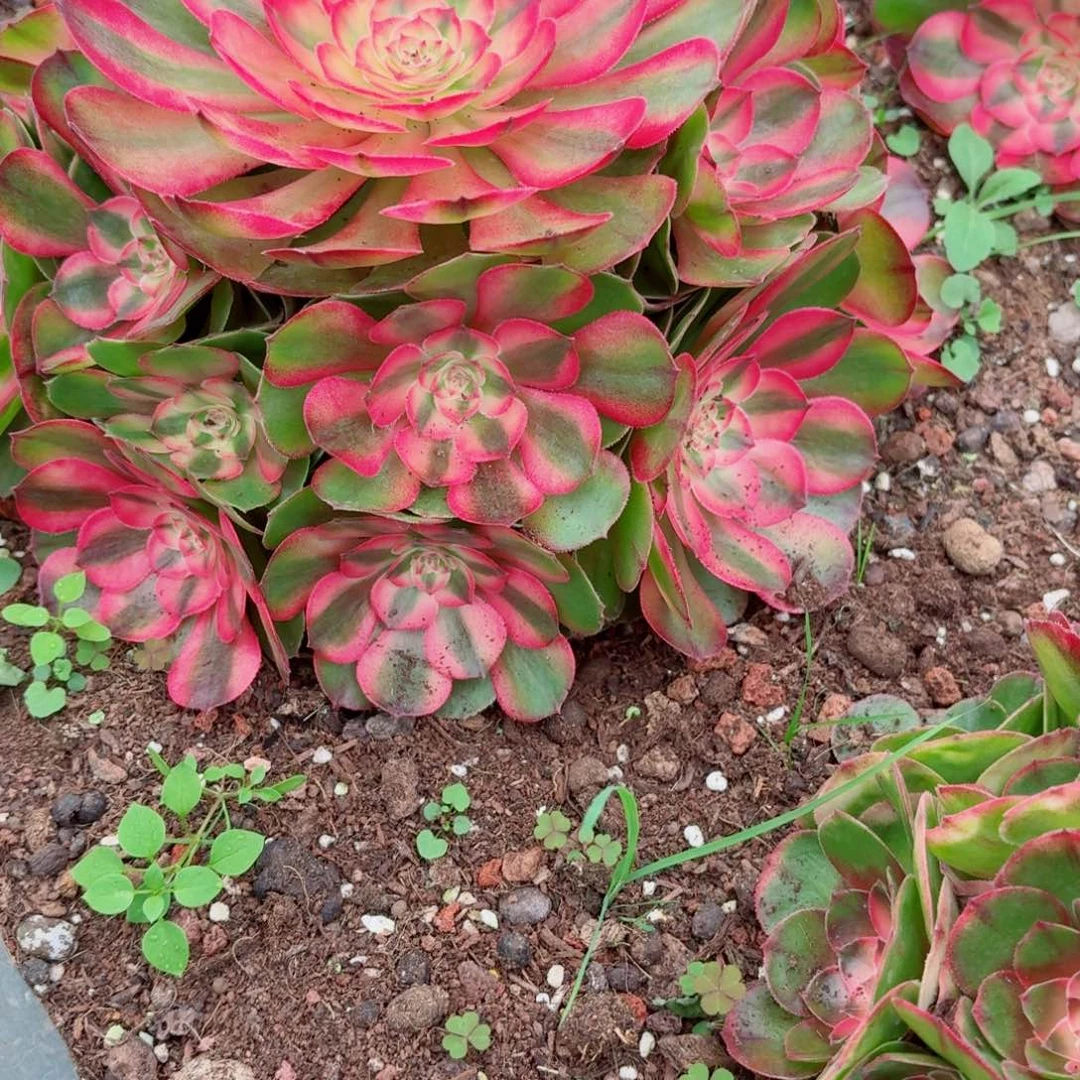 31法师锦多肉576荔枝发货