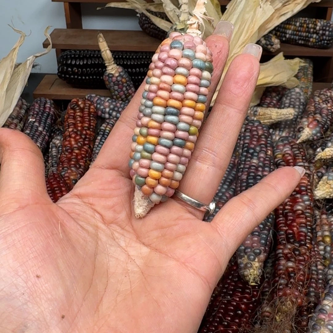 柏香籽/百香籽吊坠我****啦