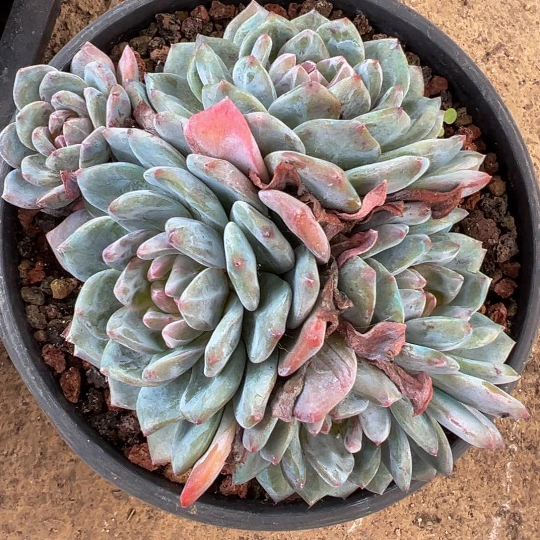 新年快乐 新年快乐