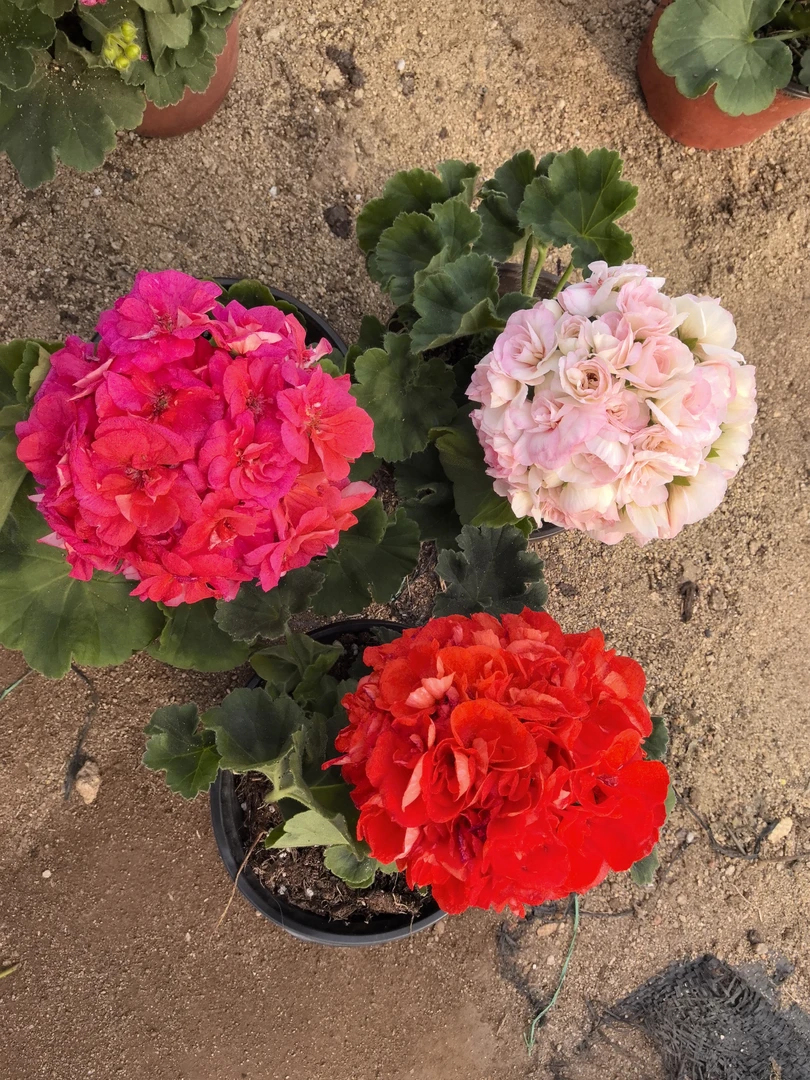 【蜜丝芭莉（小苗）+重彩游行（小苗）+马赛（小苗）】3颗天竺葵组合