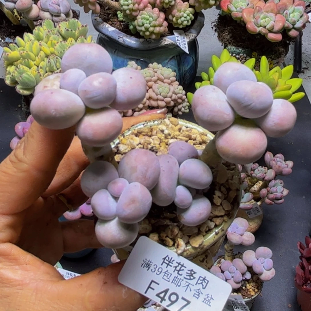 芭比奶酪497/8cm多肉
