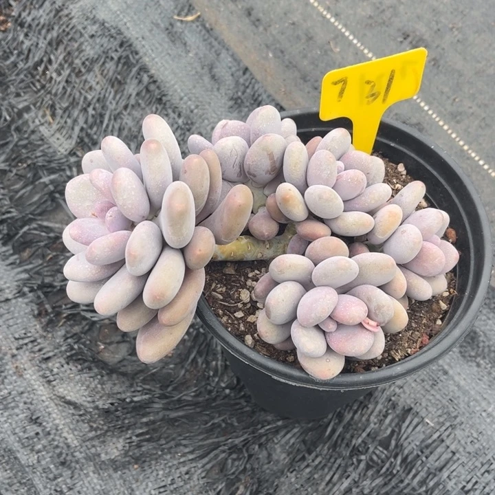 大叶奶多肉植物3 1