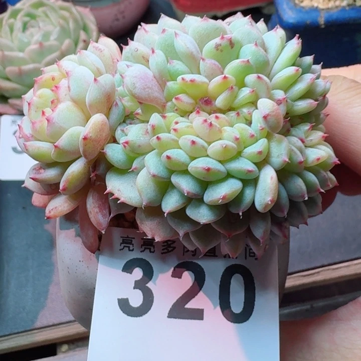 白胖子缀化         精控精养多肉植物