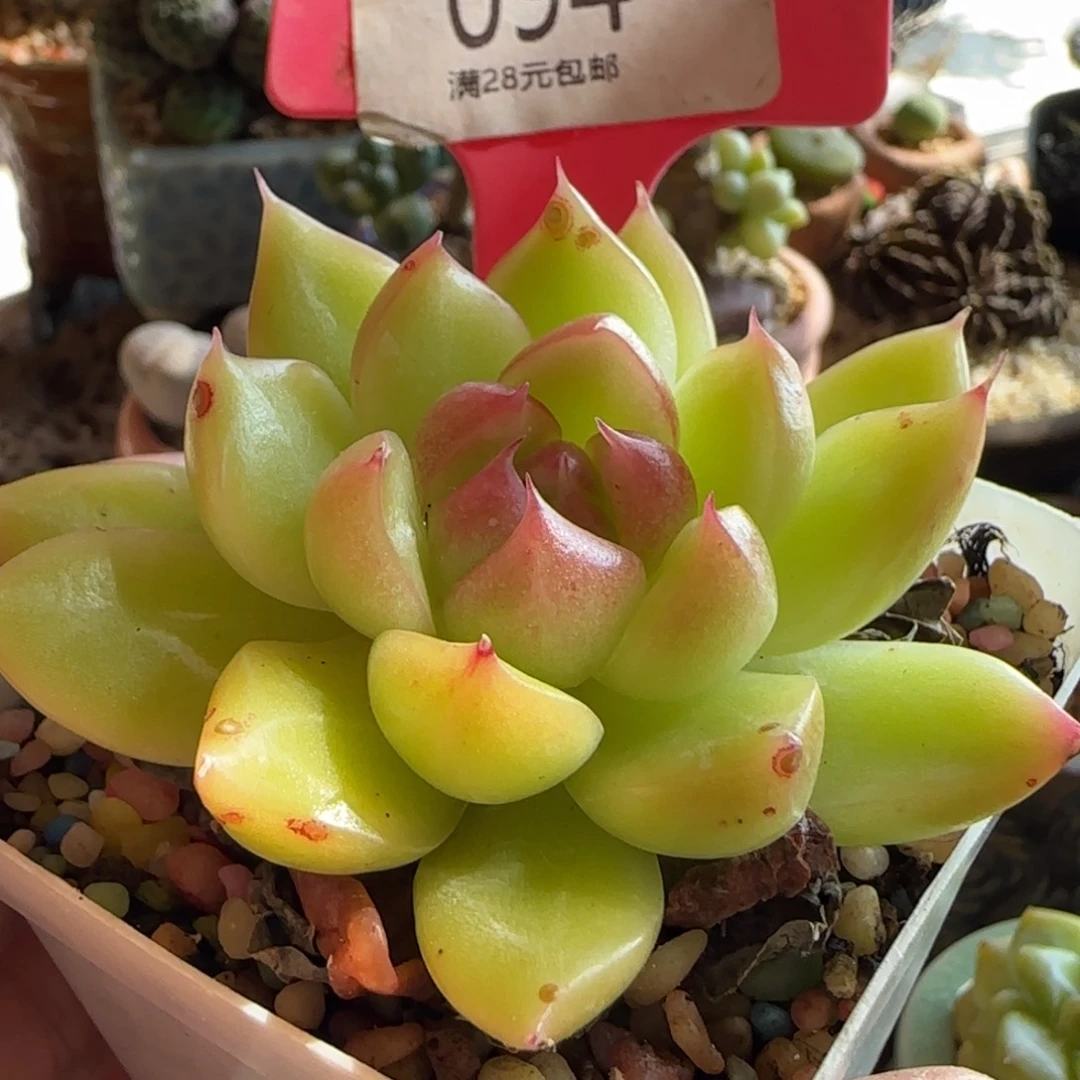 小***宥多肉植物乌木系列