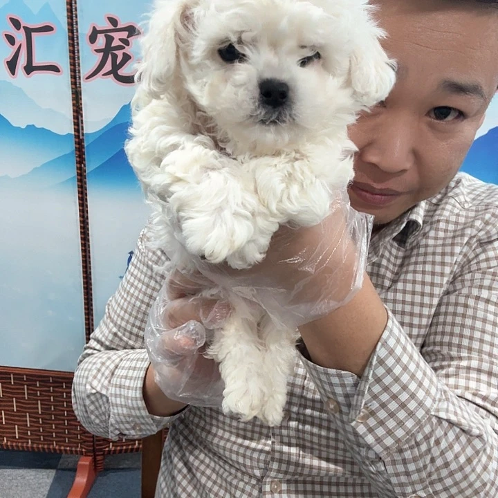 比熊宝宝可爱活波