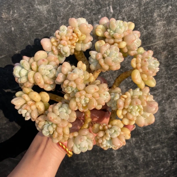 【十三朵专享】比尔盖茨高端多肉植物老桩肉肉14-18cm自然群无砍