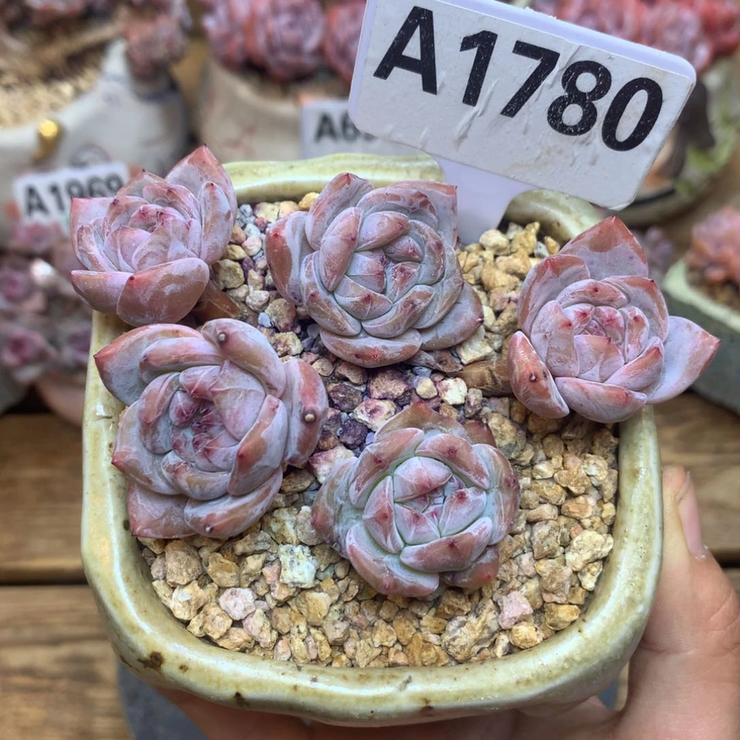 A1780 石榴籽 不包砍 10cm