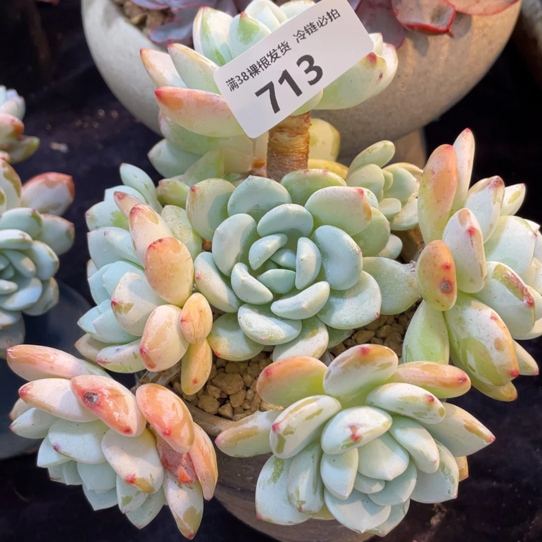 713冷香小群生多肉植物一物一拍多肉