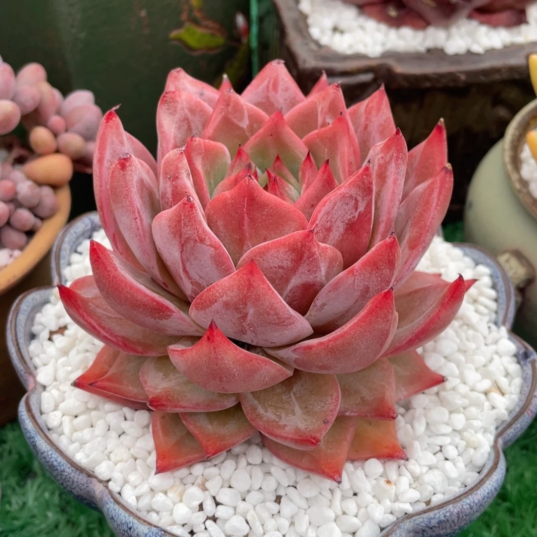 玄鸟多肉植物盆栽多肉