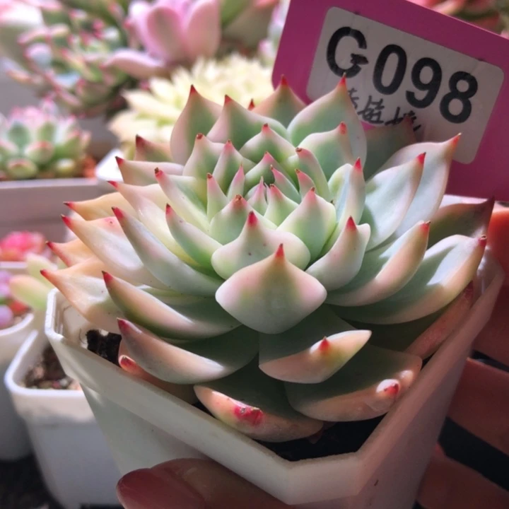 吉娃娃覆轮锦有根