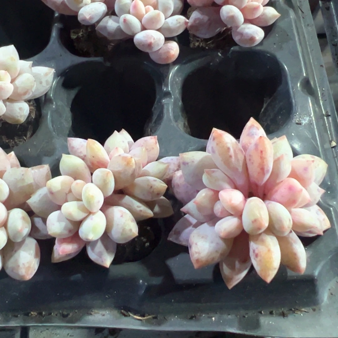 双头穴盘半夏美人到手1颗 大小3cm 量拍多肉满18包邮