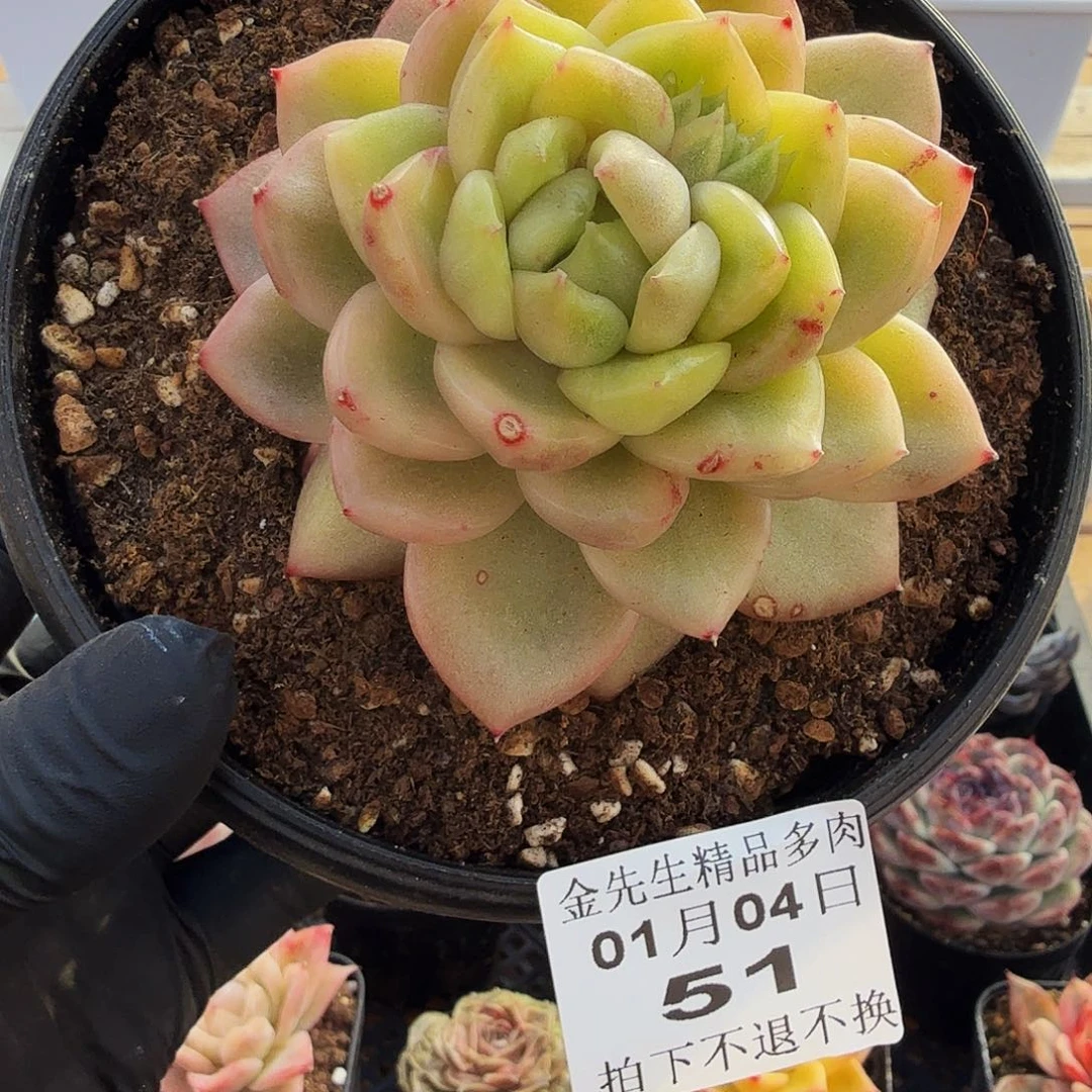 010451冰宝龙锦单头