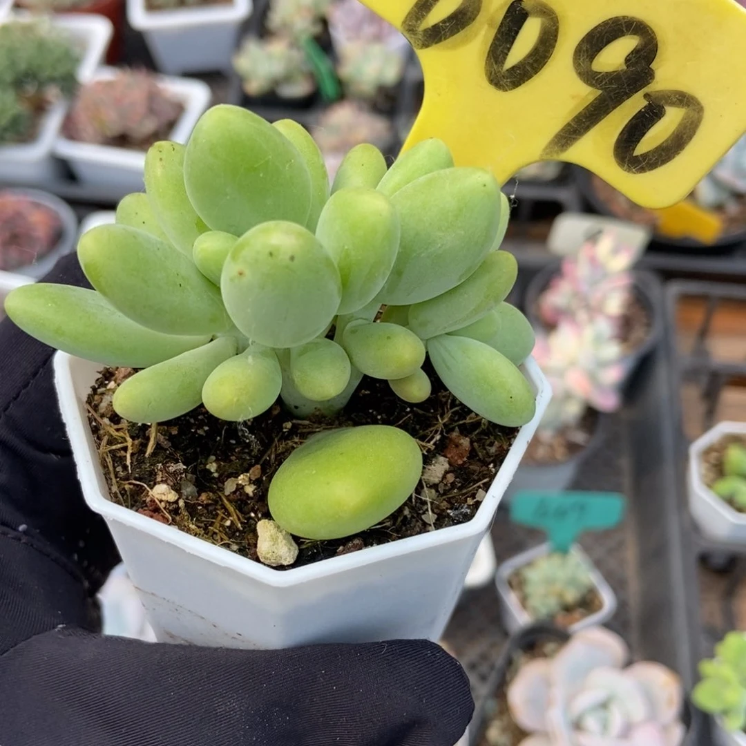 6090芒果奶多肉植物保护