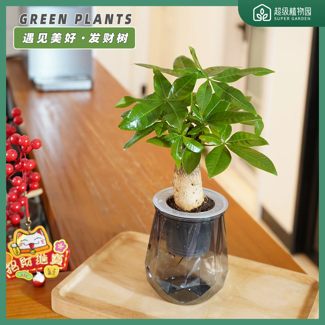 发财树盆栽易活植物室内客厅绿植四季常青办公吸甲醛净化空气