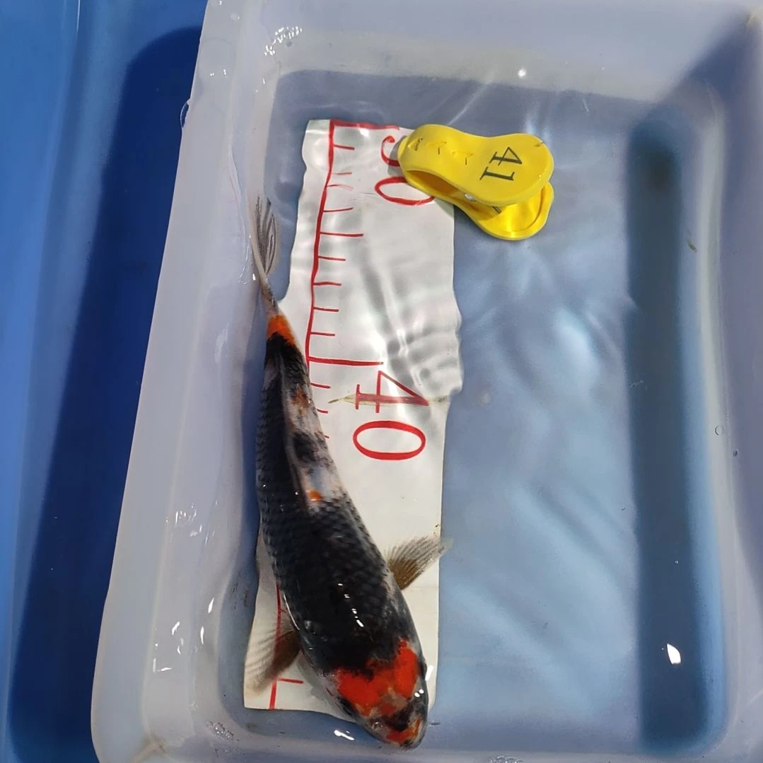 海水鱼红白大正昭和菲血白写