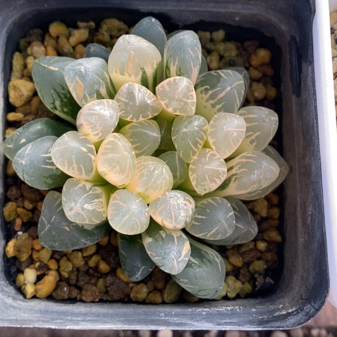 一颗实生糊斑玉露锦 特价