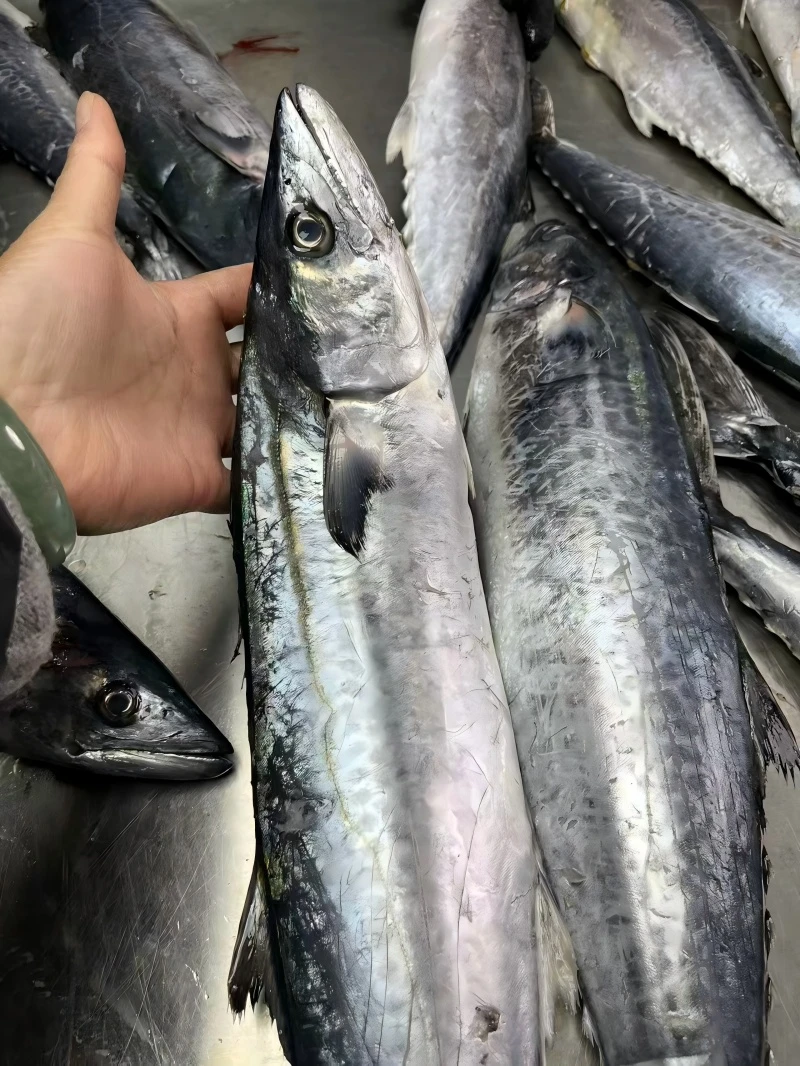 （咸马鲛）江苏吕四渔港海捕马鲛鱼