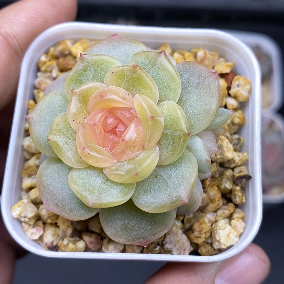 粉恋带运费满30减5元